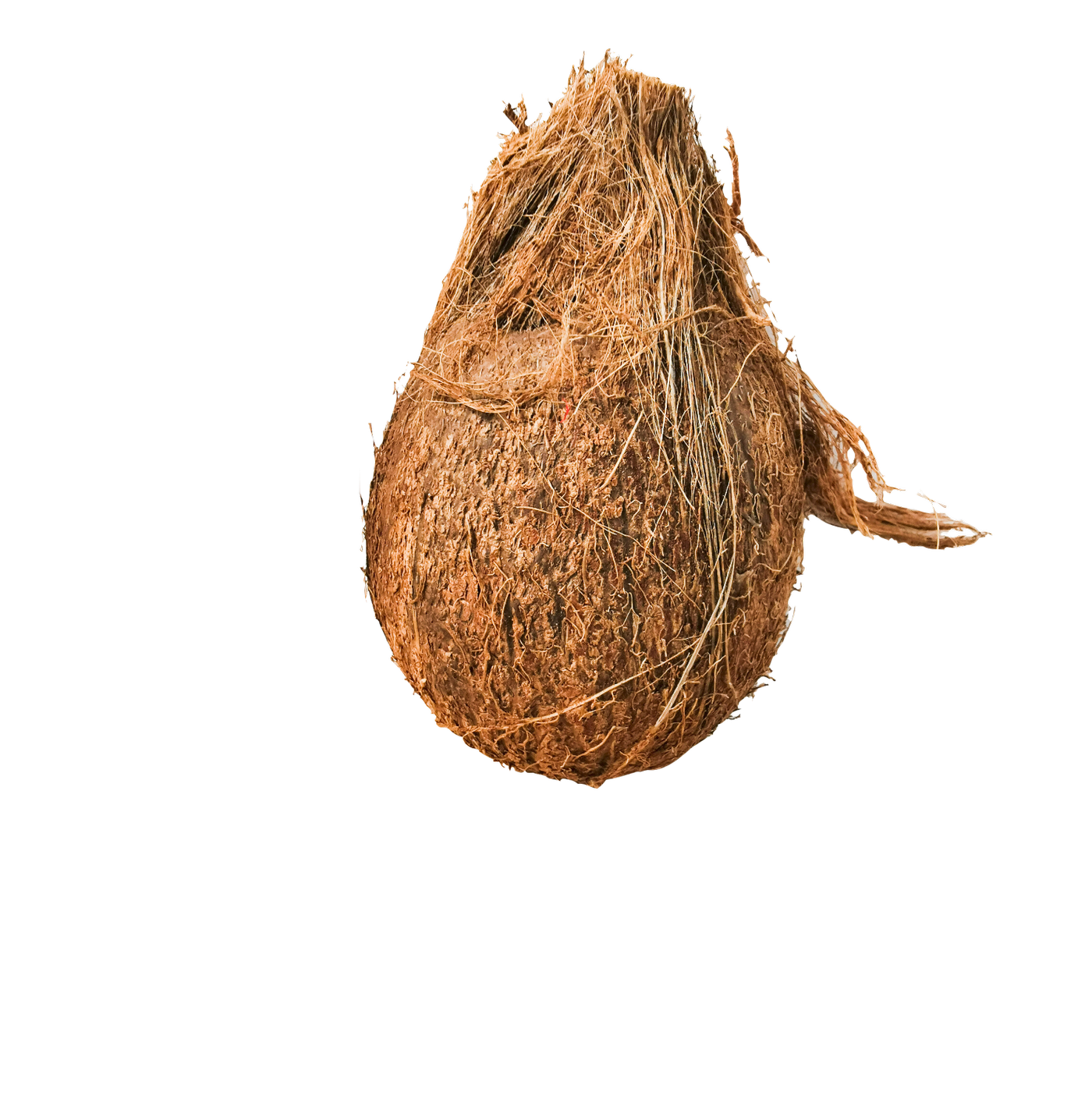 Matured Coconut Fruit (Dehusked)